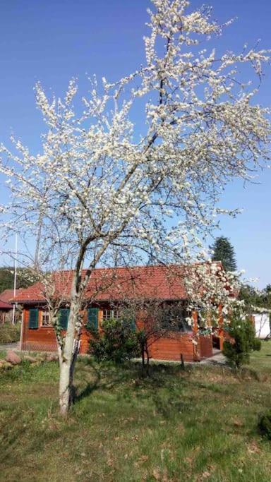הוילה Ludwigswinkel Haus Elsbeere מראה חיצוני תמונה